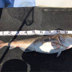 第二　つれたか丸 釣果