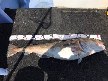 第二　つれたか丸 釣果