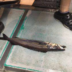 ＴＡＲＯＭＡＲＵ 釣果