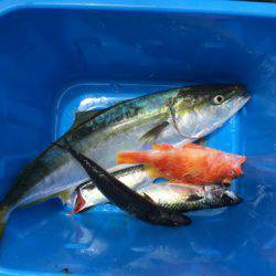 ＴＡＲＯＭＡＲＵ 釣果