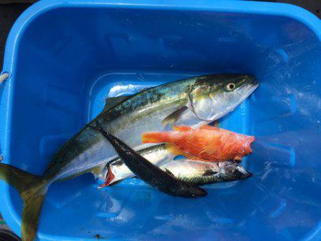 ＴＡＲＯＭＡＲＵ 釣果