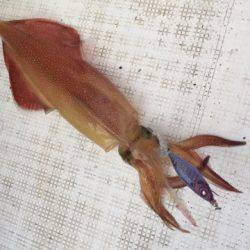 「LaGooN」蒼陽丸 日和号　 釣果