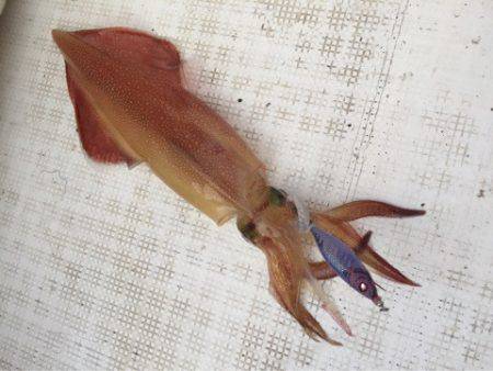 「LaGooN」蒼陽丸 日和号　 釣果