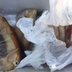 「LaGooN」蒼陽丸 日和号　 釣果