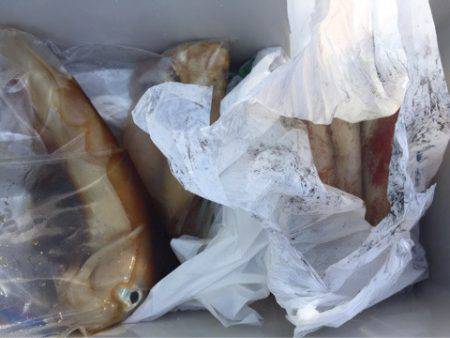 「LaGooN」蒼陽丸 日和号　 釣果