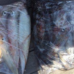 「LaGooN」蒼陽丸 日和号　 釣果