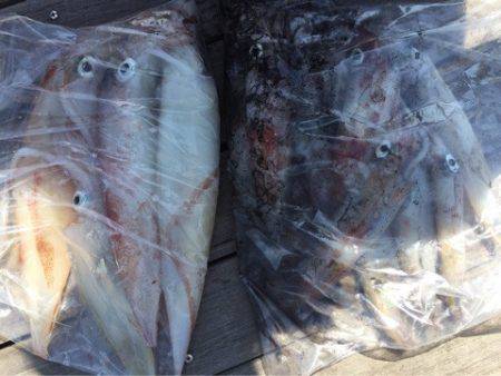 「LaGooN」蒼陽丸 日和号　 釣果