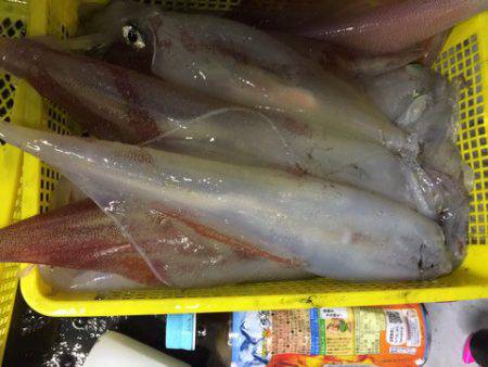 第二龍勢丸 釣果