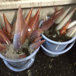 第二龍勢丸 釣果