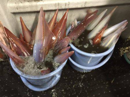 第二龍勢丸 釣果