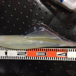 第二龍勢丸 釣果