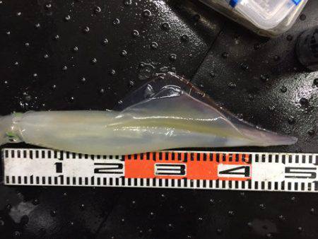 第二龍勢丸 釣果