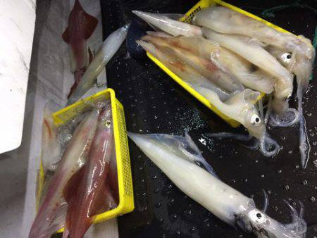 第二龍勢丸 釣果