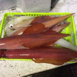 第二龍勢丸 釣果