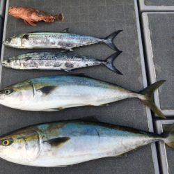 SeaRide(シーライド) 釣果