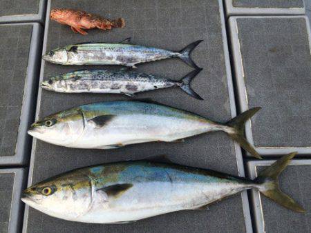 SeaRide(シーライド) 釣果