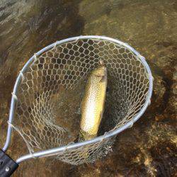 白州トラウトフィッシングエリア　シルフ 釣果