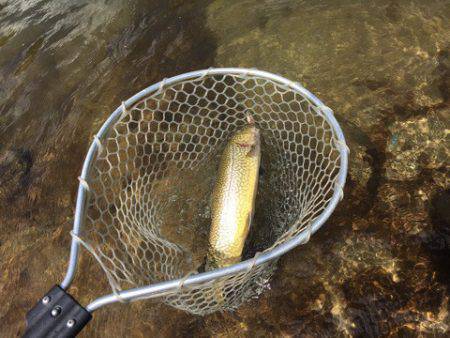 白州トラウトフィッシングエリア　シルフ 釣…