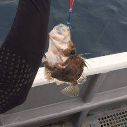 ＴＡＲＯＭＡＲＵ 釣果