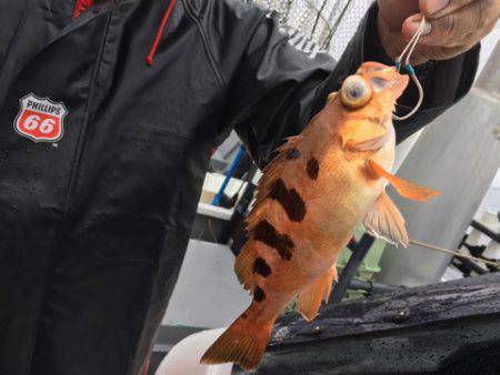 ＴＡＲＯＭＡＲＵ 釣果