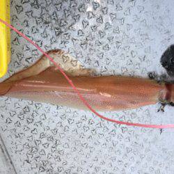 第二龍勢丸 釣果