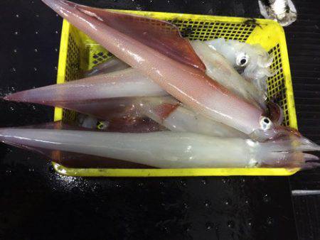 第二龍勢丸 釣果