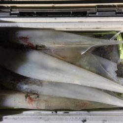 第二龍勢丸 釣果