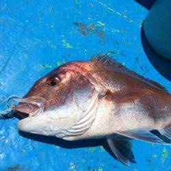 太平丸 釣果