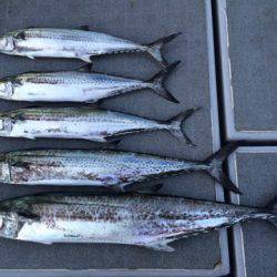 SeaRide(シーライド) 釣果