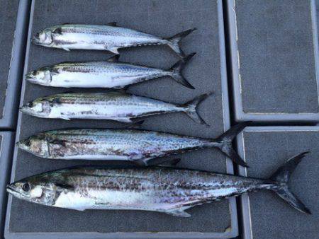 SeaRide(シーライド) 釣果