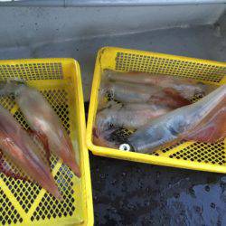 第二龍勢丸 釣果