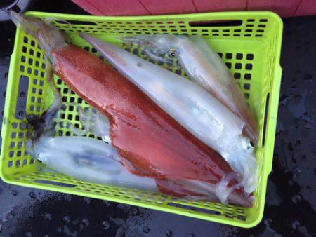 第二龍勢丸 釣果