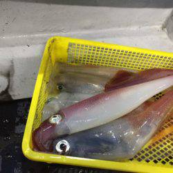 第二龍勢丸 釣果