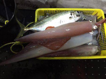 第二龍勢丸 釣果