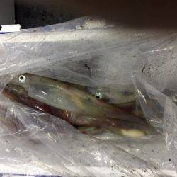 第二龍勢丸 釣果