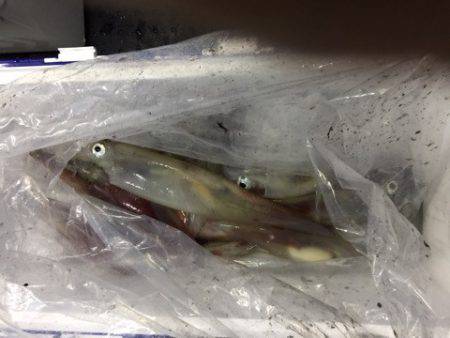 第二龍勢丸 釣果