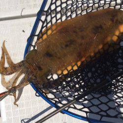 「LaGooN」蒼陽丸 日和号　 釣果