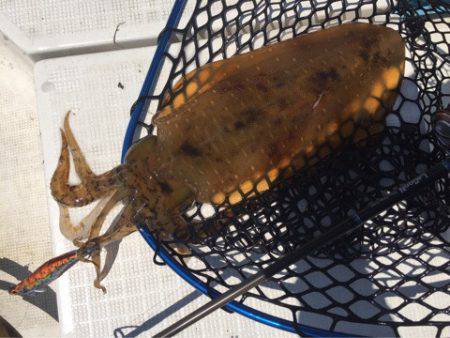 「LaGooN」蒼陽丸 日和号　 釣果