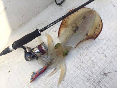 「LaGooN」蒼陽丸 日和号　 釣果