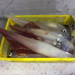 第二龍勢丸 釣果