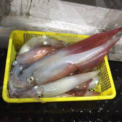 第二龍勢丸 釣果