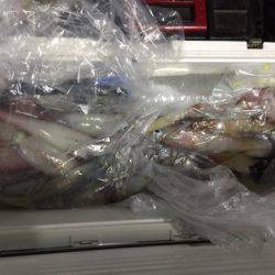 第二龍勢丸 釣果