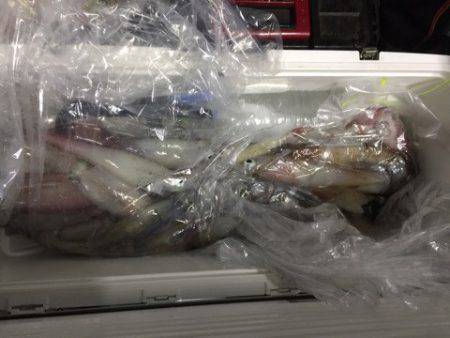 第二龍勢丸 釣果