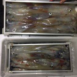 第二龍勢丸 釣果