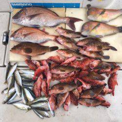 末広丸(熊本) 釣果