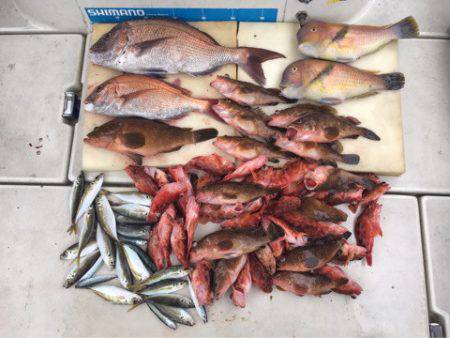 末広丸(熊本) 釣果