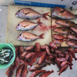 末広丸(熊本) 釣果