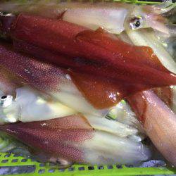 第二龍勢丸 釣果