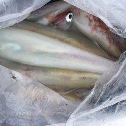 第二龍勢丸 釣果