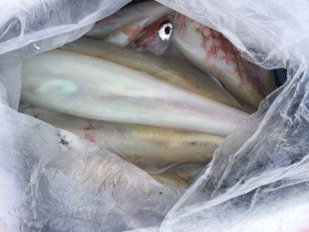 第二龍勢丸 釣果